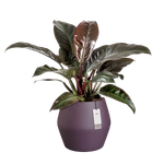 june split low 46cm vintage plum